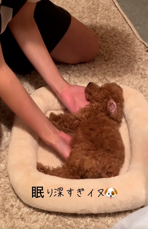 ベッドに寝かせられるシャルマンくん