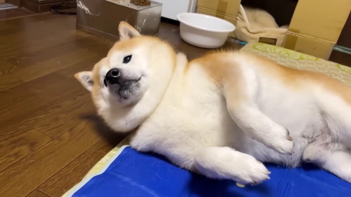 「フン」