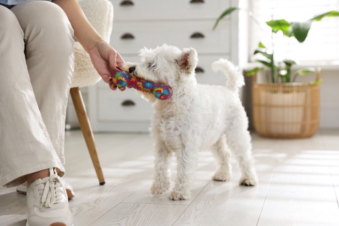 おもちゃをくわえて白い犬