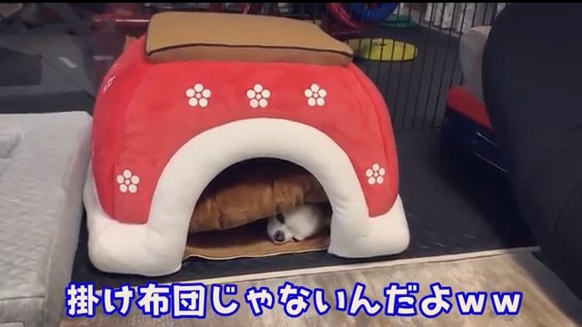 犬は狭い所が好き