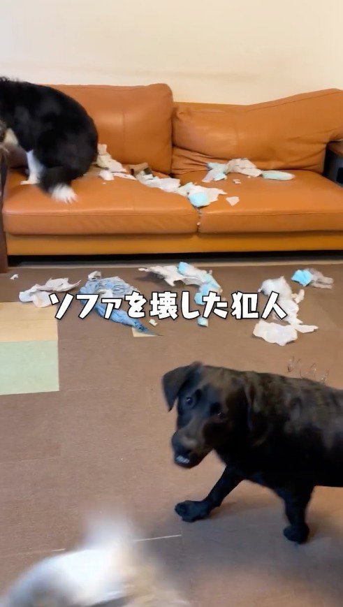 カメラを見つめる黒いラブラドールレトリバー
