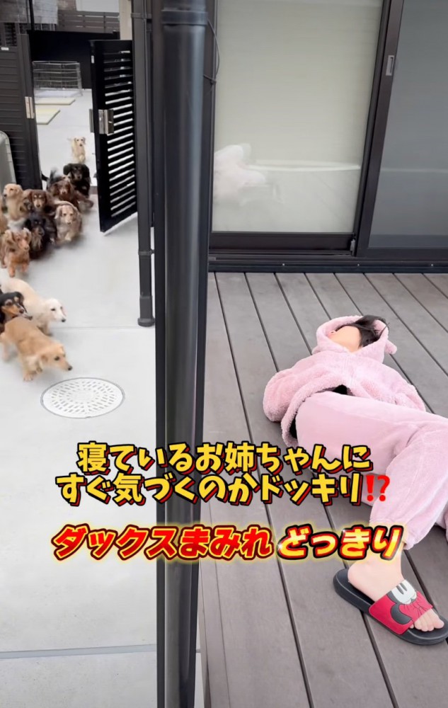 続々と入ってくる犬