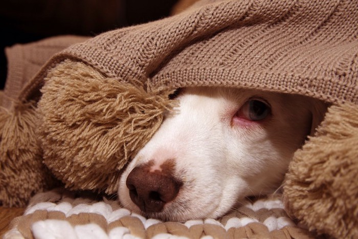 ブランケットの下から顔だけを出す犬