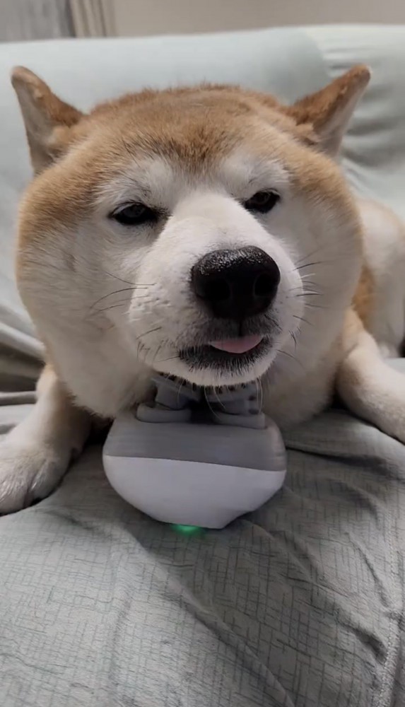 マッサージ器にあごを乗せる犬