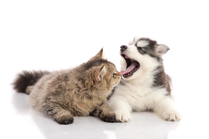 猫と口を開けた犬