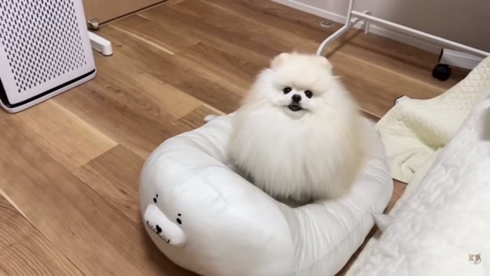自分のベッドで寝るポテチくん