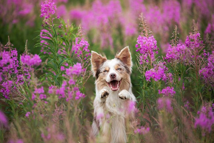 花と犬