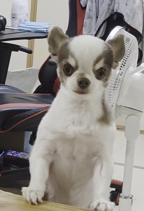 弟