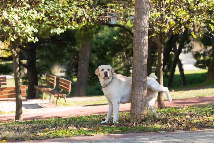 オス犬のマーキング風景