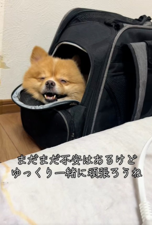 笑顔のレモンちゃん2