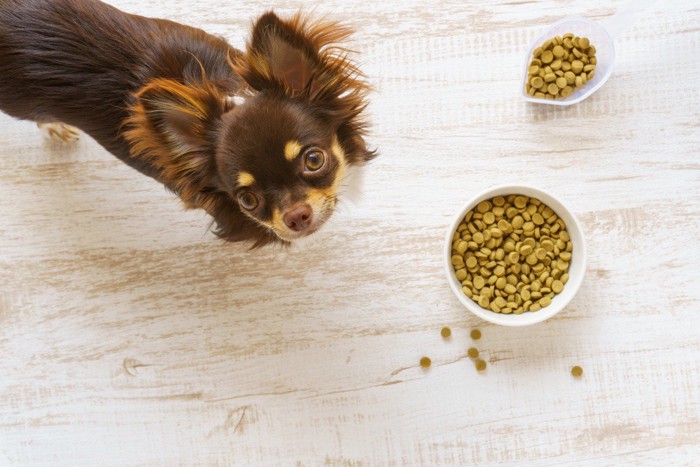 ご飯を前に見上げる犬