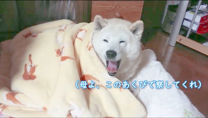 布団の中であくびをする犬