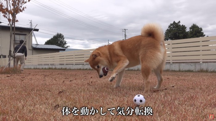 気分転換に庭遊び♪