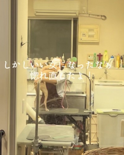 お姉さんに飛びかかるイタグレ