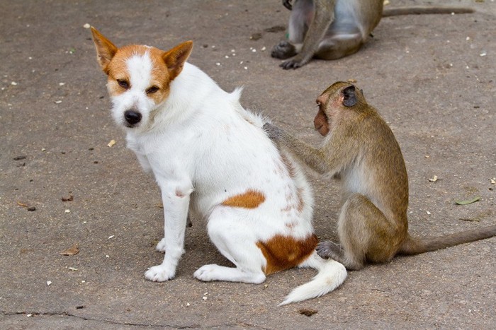 犬の毛づくろいをする猿