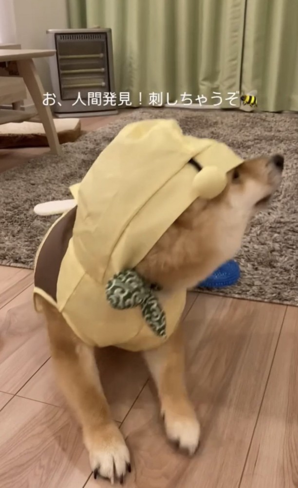 飼い主を見つける犬