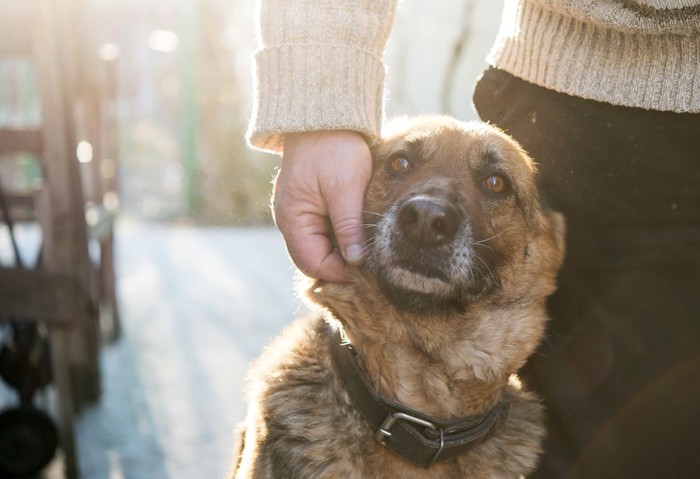 撫でられる犬