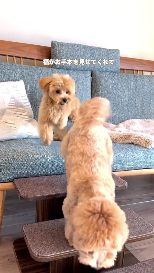 階段を下りる焦げ茶色の犬の後ろ姿を見つめる茶色い犬