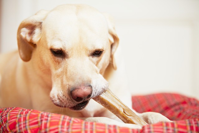 おやつを噛む犬