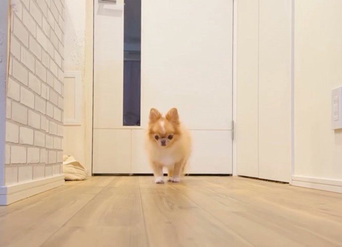 廊下の奥に佇む犬