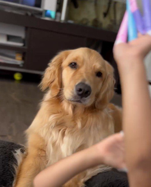 爪のおもちゃを凝視する犬