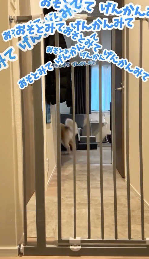 部屋の中を歩き回る犬