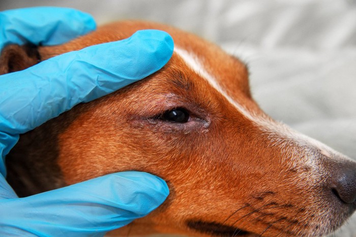 目を診察されている犬
