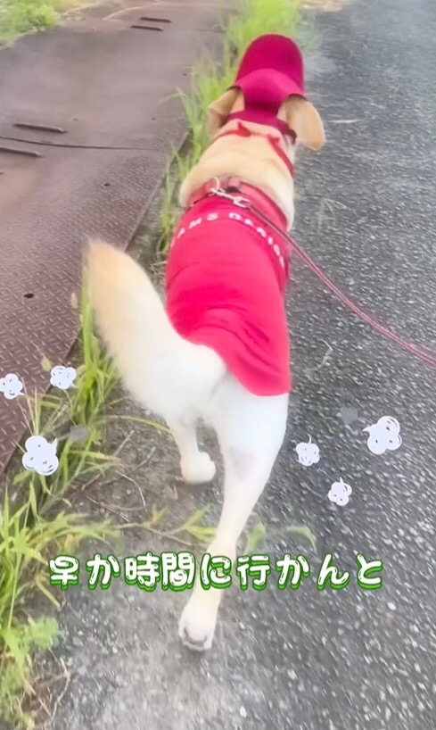 大型犬の後ろ姿