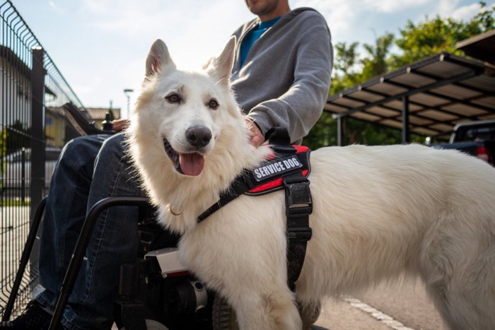 介助犬のハーネスを着けた犬