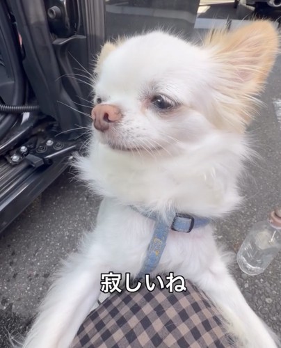 悲しげなルークくん