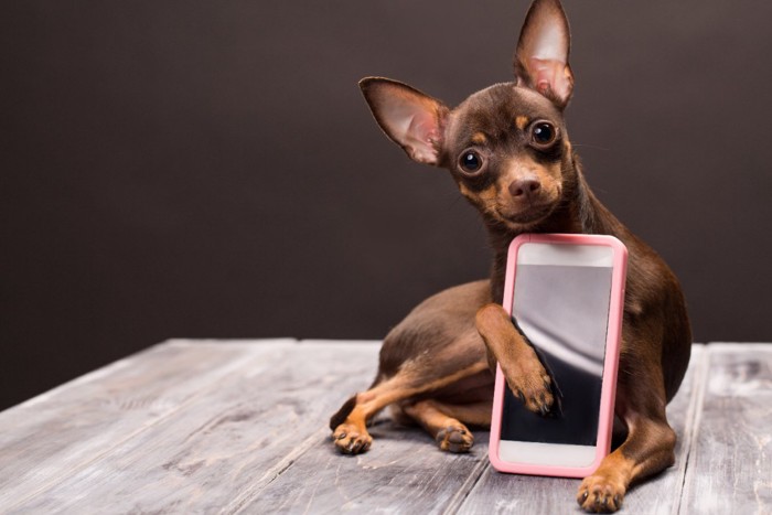 スマホを持つ犬