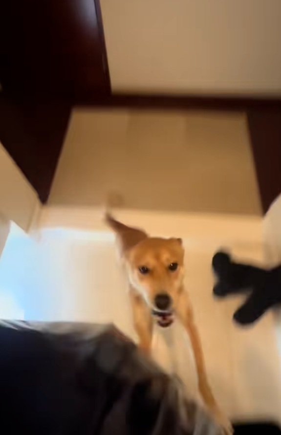 パパに飛びつくごぅちゃん