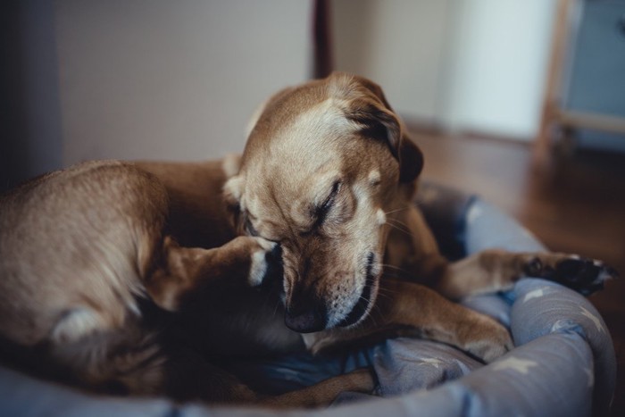 目元を痒がっている犬