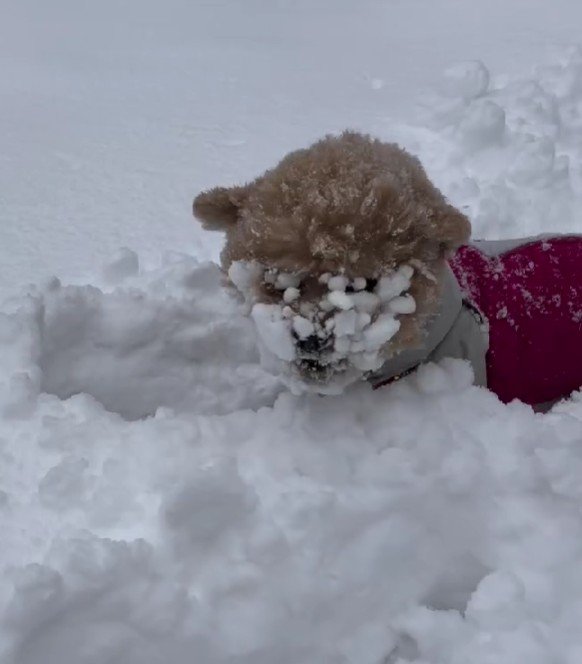 口周りがとくに雪玉だらけ