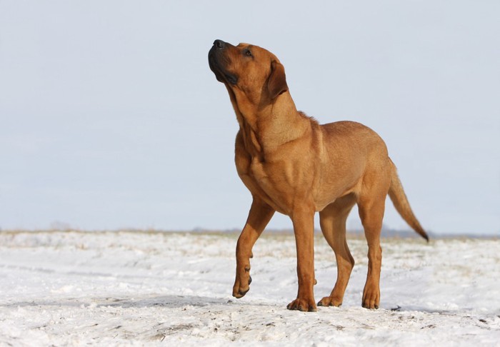 雪原を歩く土佐闘犬