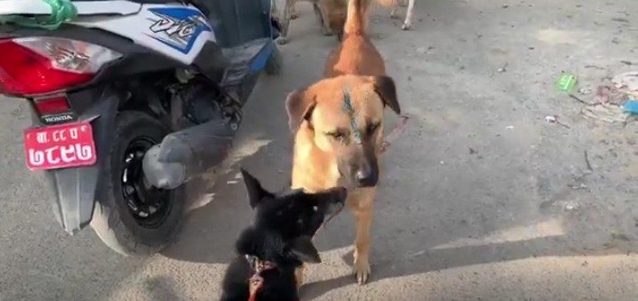 マロと野良犬