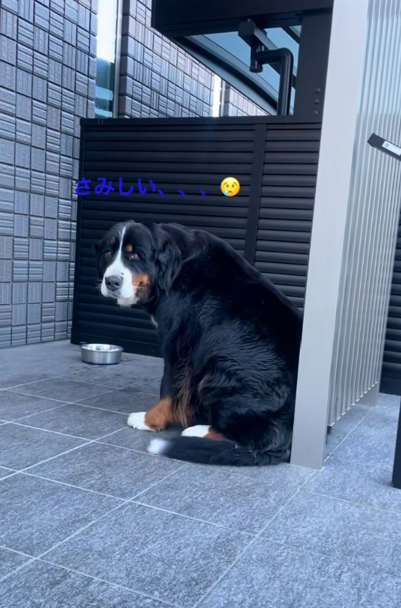 さみしがるララちゃん