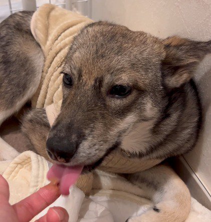 人の手からおやつをもらう茶色い犬