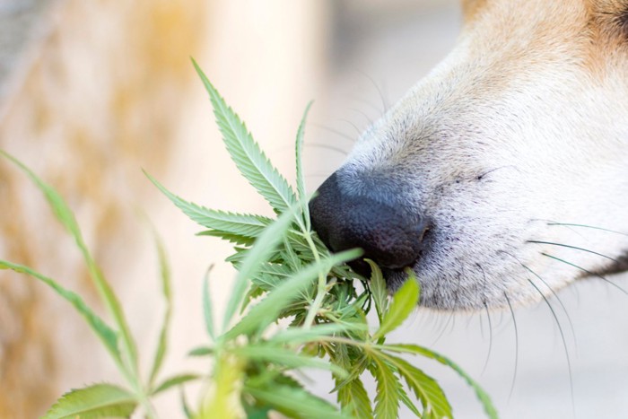 草の匂いを嗅ぐ犬