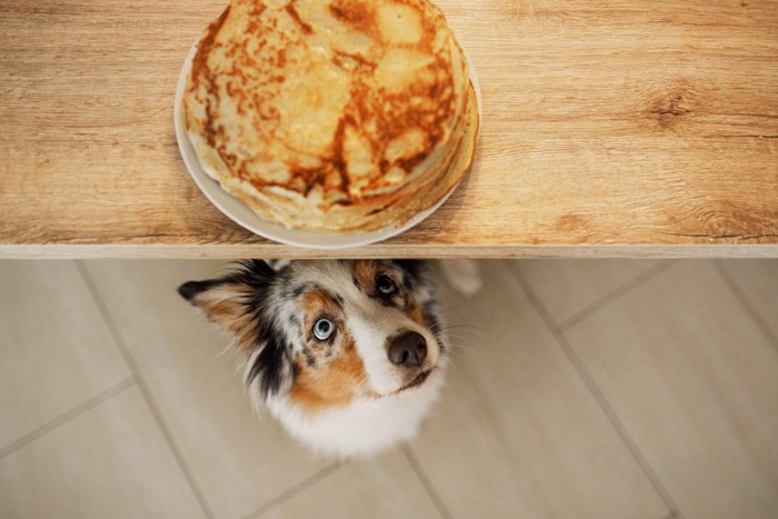 テーブルのパンケーキを見つめる犬