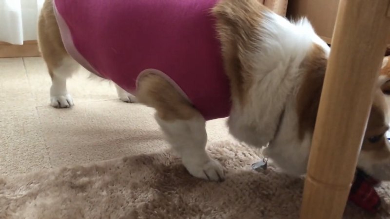 顔だけ机の柱に隠れる犬