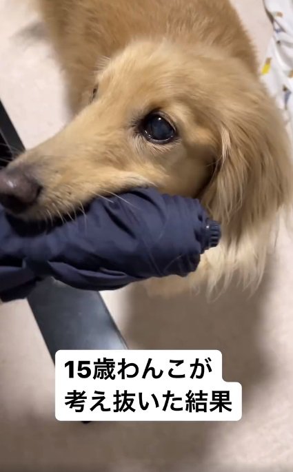 飼い主さんを見上げるミッキーちゃん