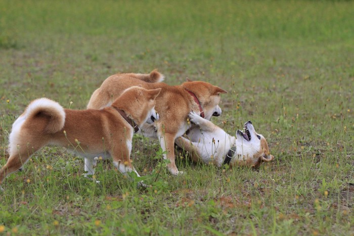 じゃれ合う三頭の柴犬