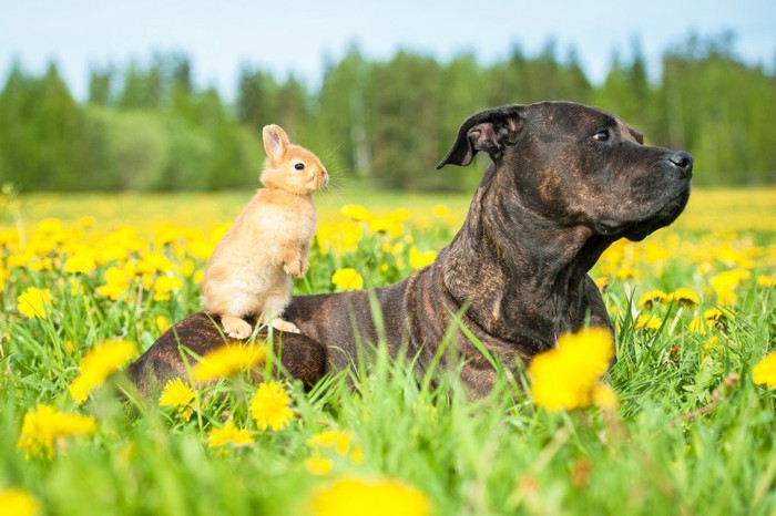 犬とうさぎ