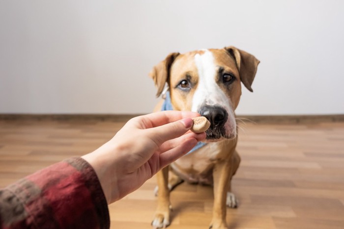 食べたくない！という顔をする犬