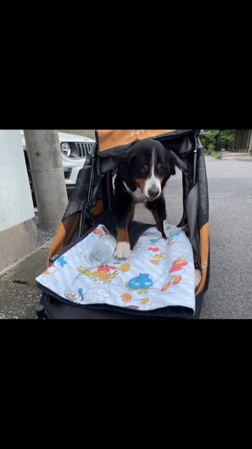 元気なシニア犬