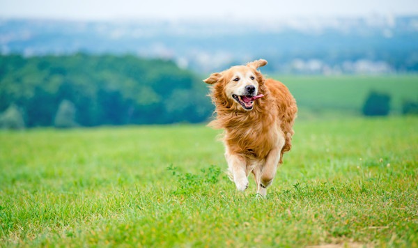 走る犬