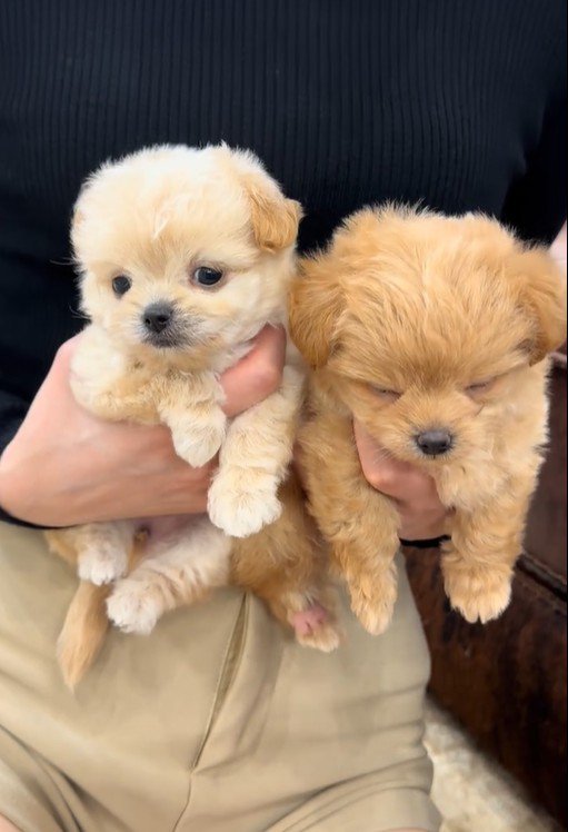 ブランちゃん＆チョコビちゃん2