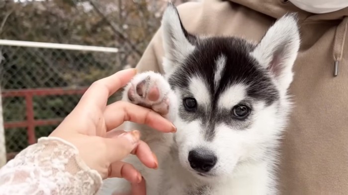 前足を触られる子犬ちゃん