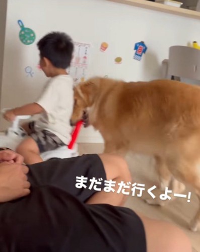 犬におもちゃの車を押してもらって、楽しそうな声をあげる男の子